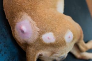 犬の腫瘍治療における雲南白耀と白芍の総合比較