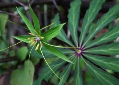 Herb-paris(Paris polyphylla)