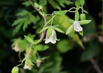 Campanulaceae (Codonopsis)