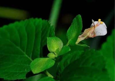 Scrophularia (Figworts / Scrophulariaceae)