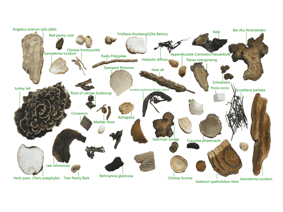 Holistic Harmony A Natural Approach to Canine Lymphoma Treatment TCMVET