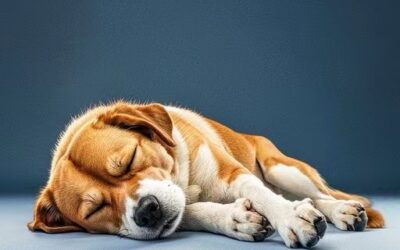 犬の皮膚癌をナビゲートする：責任あるペットの親のための重要な情報