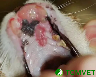 Treatment Options for Squamous Cell Carcinoma in Small Animals