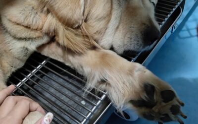 Svelare il potere di TCMVET Baituxiao: un approccio olistico alla salute degli animali domestici