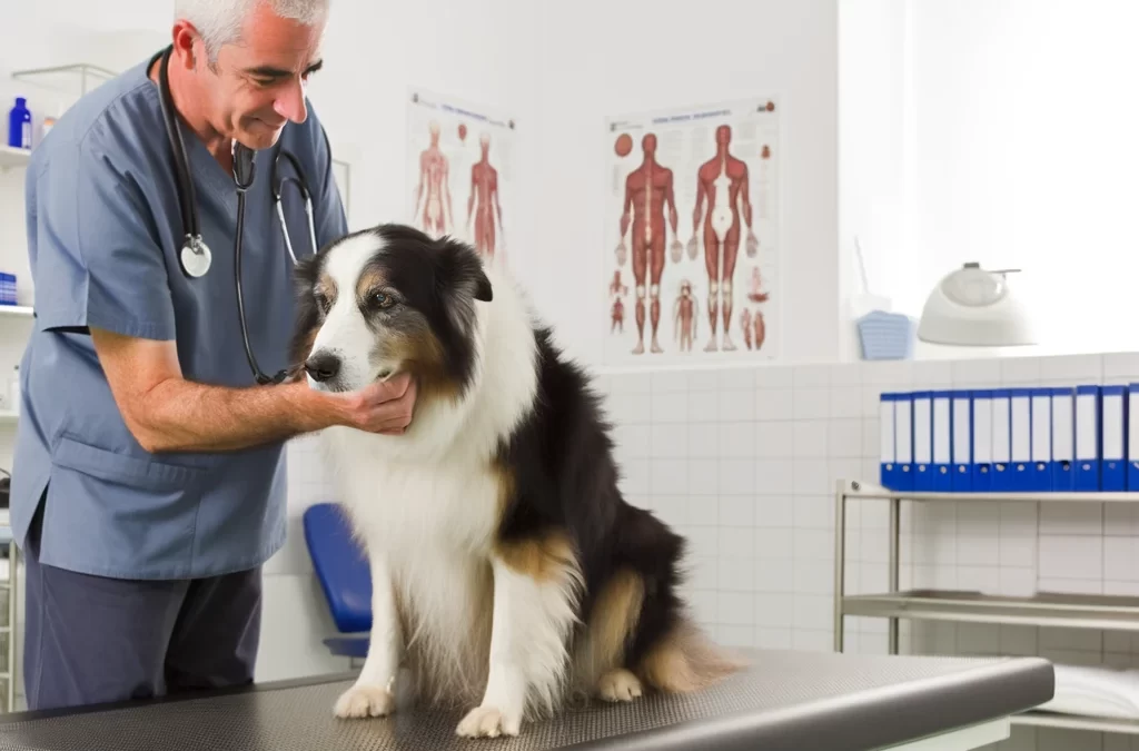 犬の腫瘍の成長を阻止する：予防と管理のための積極的な戦略