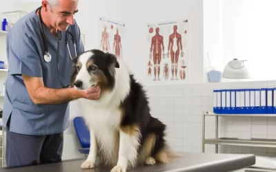 犬の腫瘍の成長を阻止する：予防と管理のための積極的な戦略