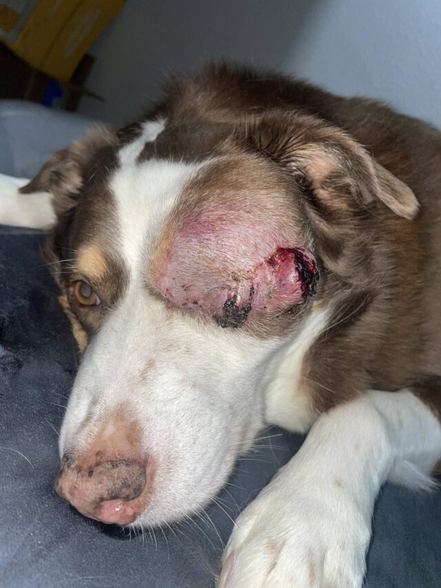 Natural Dog Cancer Support