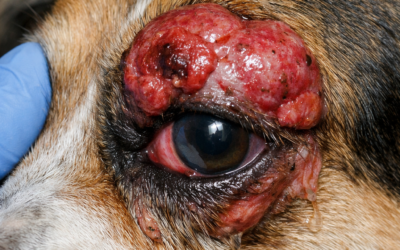 Periocular Spindle Cell Tumors in Dogs: Rarity, Symptoms, Pain, Treatment, Recurrence, and Survival Outlook