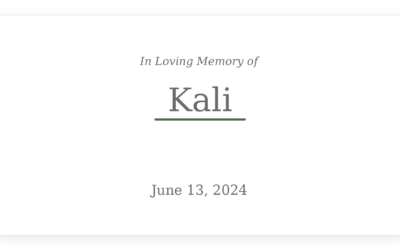 Hannah’s Tail Still Wags