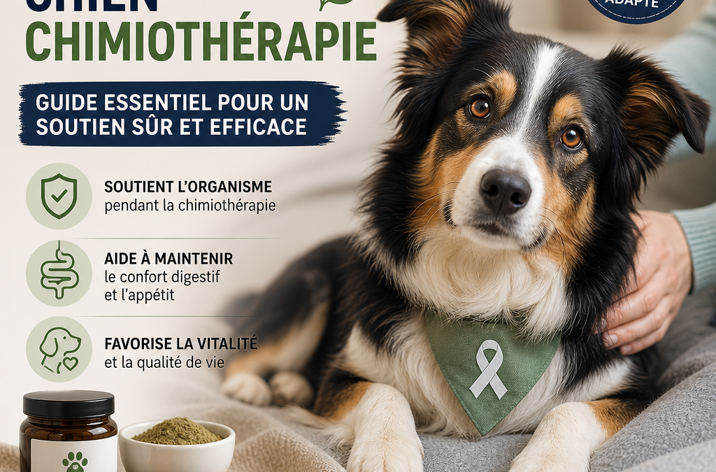 Complément chien chimiothérapie : 7 conseils essentiels, sûrs, puissants et positifs pour un soutien efficace