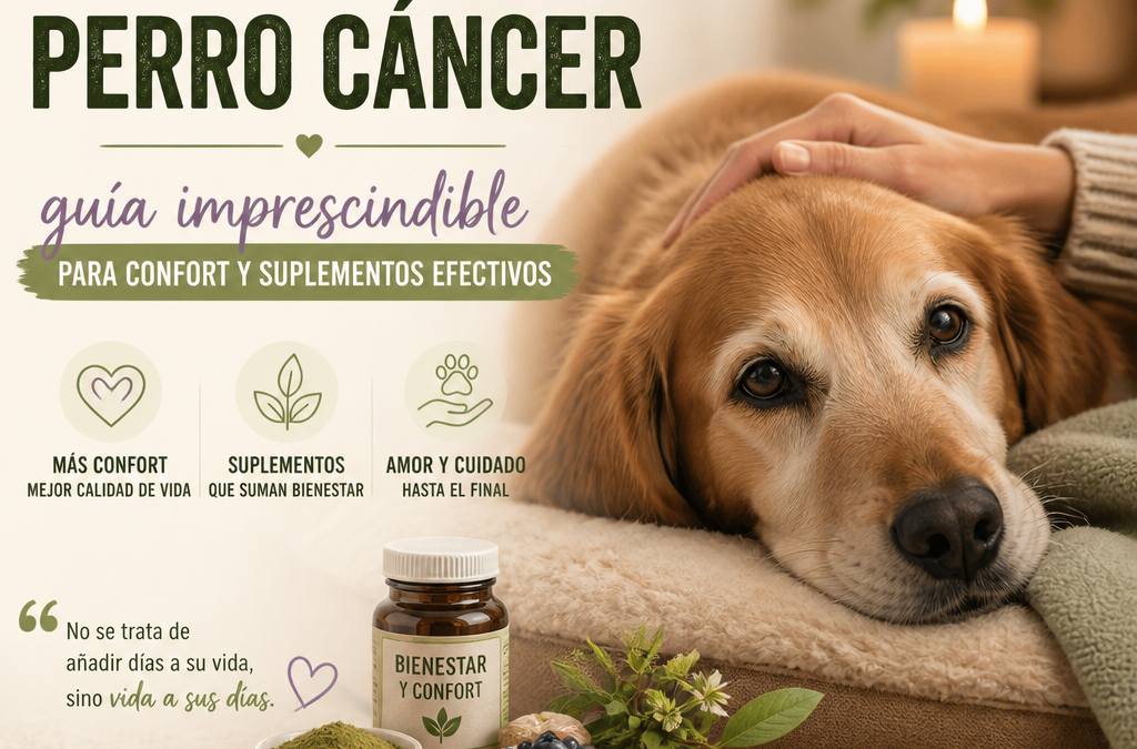 Cuidados paliativos perro cáncer: 7 consejos imprescindibles para un confort positivo y seguro