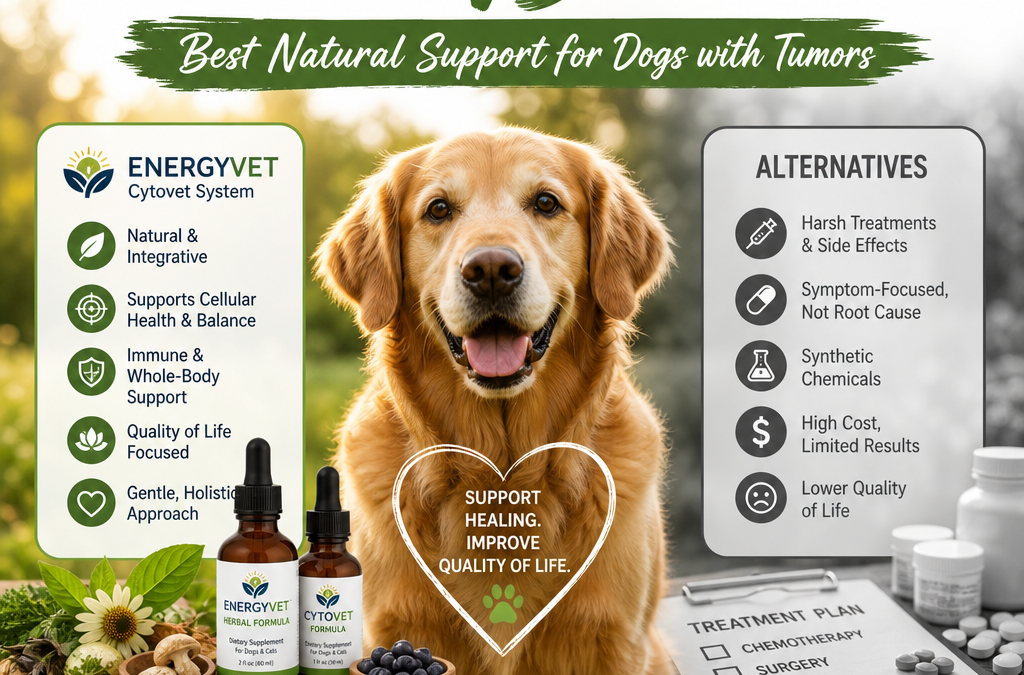 Energyvet / Cytovet System vs Alternatives: 7 Best Natural Support Options for Dogs with Tumors