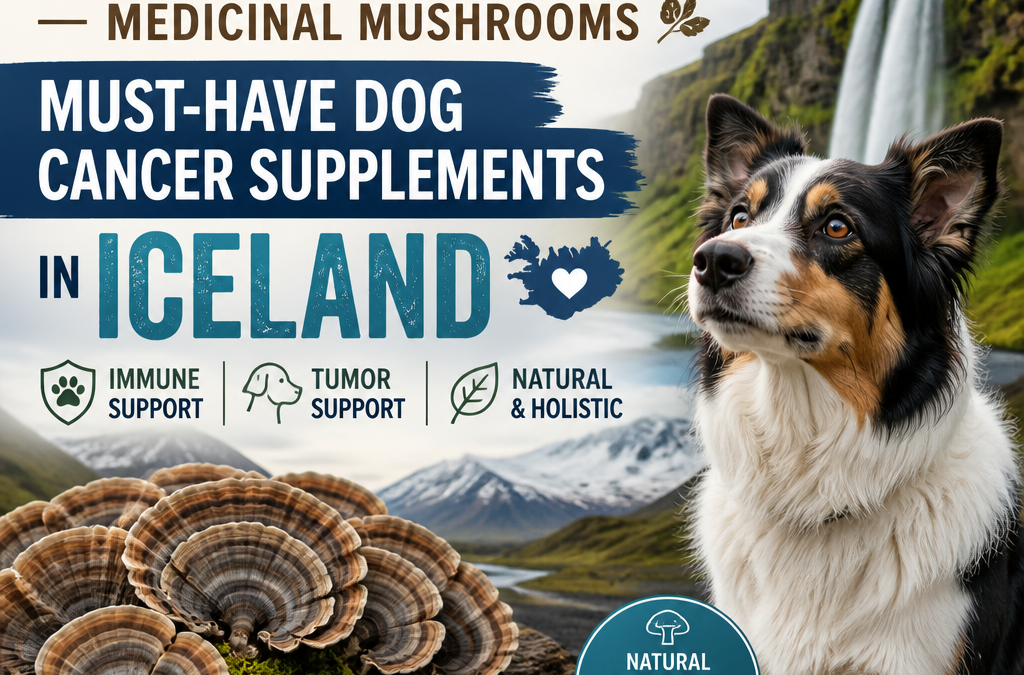 Turkey Tail / champignons médicinaux : 5 suppléments puissants et positifs pour le cancer des chiens en Islande